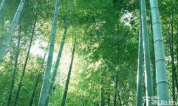 竹林小区新闻爆料最新情况,最新进展及影响揭秘