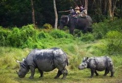 杭州野猪最新爆料一头大象,揭秘与神秘大象的神秘邂逅