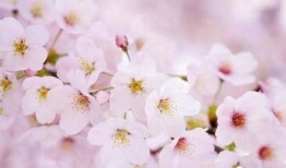 樱花最新更新爆料视频,亮点功能与更新内容抢先看