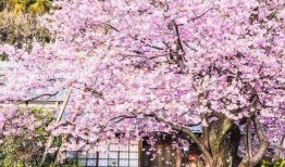 樱花最新更新爆料视频,亮点功能与更新内容抢先看