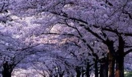 樱花最新更新爆料视频,亮点功能与更新内容抢先看